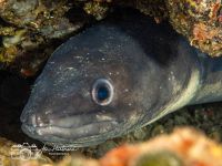 Conger conger